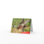 Striking Hummingbird Notecards