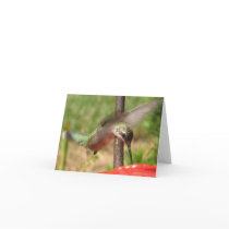 Striking Hummingbird Notecards