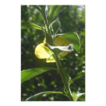 Striking Photographic Print