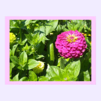 Striking Pink Dahlia Bloom posters