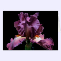 Striking Purple Iris cards