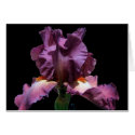 Striking Purple Iris cards by charlesblack7 Striking Purple Iris cards