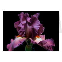 Auffallend Purple Iris karten by charlesblack7 Auffallend Purple Iris karten