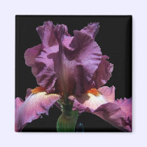 Striking Purple Iris magnets