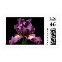 Striking Purple Iris Postage Stamp