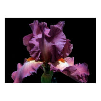 Auffallend Purple Iris poster