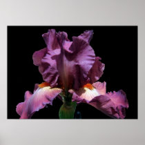 Striking Purple Iris Poster