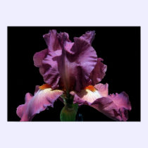 Striking Purple Iris posters