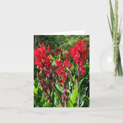 red cannas
