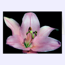 Striking Tiger Lily cards