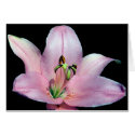 Striking Tiger Lily cards