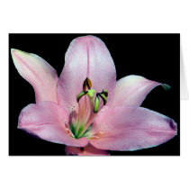 Striking Tiger Lily cards