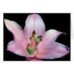 Striking Tiger Lily Card
