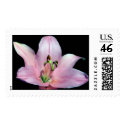 Striking Tiger Lily postage by charlesblack7 Striking Tiger Lily postage