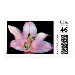 Striking Tiger Lily Postage