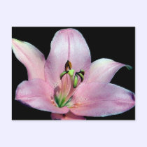 Striking Tiger Lily postcards