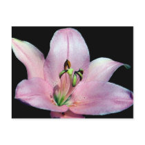 Striking Tiger Lily postcards