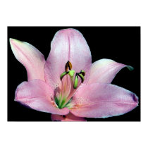 Striking Tiger Lily posters
