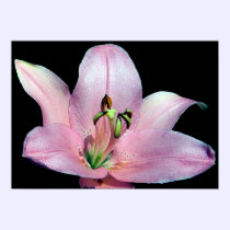 Striking Tiger Lily posters