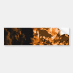 Stripe common coastal highway and cat bumper stickers