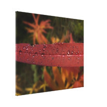 Stripe of Water Beads Stretched Canvas Prints
