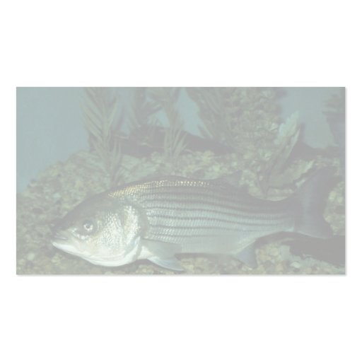 Striped Bass Business Card (back side)