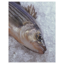 Striped bass flyers