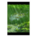 "Striped Bass on the Rocks" posters by Fishpainter67 "Striped Bass on the Rocks" posters