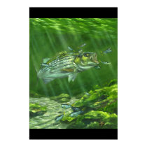 "Striped Bass on the Rocks" posters