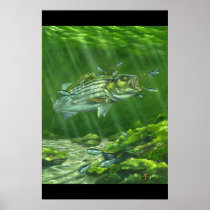 "Striped Bass on the Rocks" Print