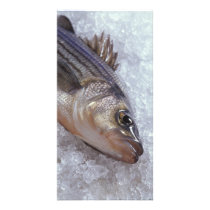 Striped bass photo cards