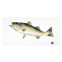 Striped Bass photo cards