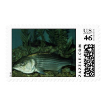 Striped Bass Stamp