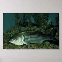 Striped Bass Posters