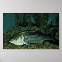 Striped Bass Posters