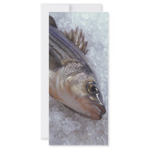 Striped bass rack card