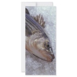Striped bass rack cards