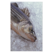 Striped bass stationery