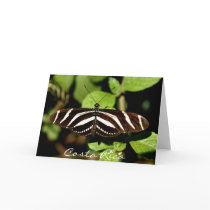 Striped Butterfly - Costa Rica cards by puravida08 Striped Butterfly - Costa Rica cards