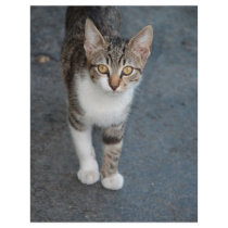 Striped cat personalized flyer