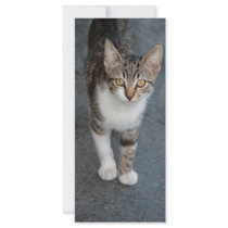 Striped cat personalized rack card