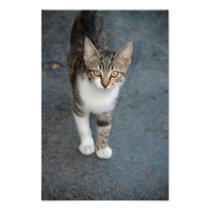Striped cat photographic print