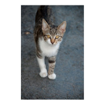 Striped cat poster