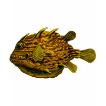Striped cowfish t-shirts