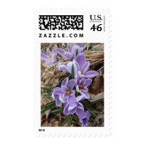 Striped Crocus Stamp