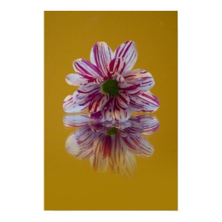 Striped Daisy Gerbra pink yellow Print print