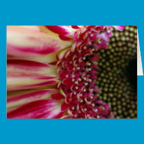 Striped Gerbera Peddles Card cards