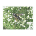 Striped Hornet Postcard
