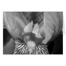 Striped Iris cards by niagaragirl Striped Iris cards