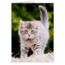 Striped Kitten (in color) cards